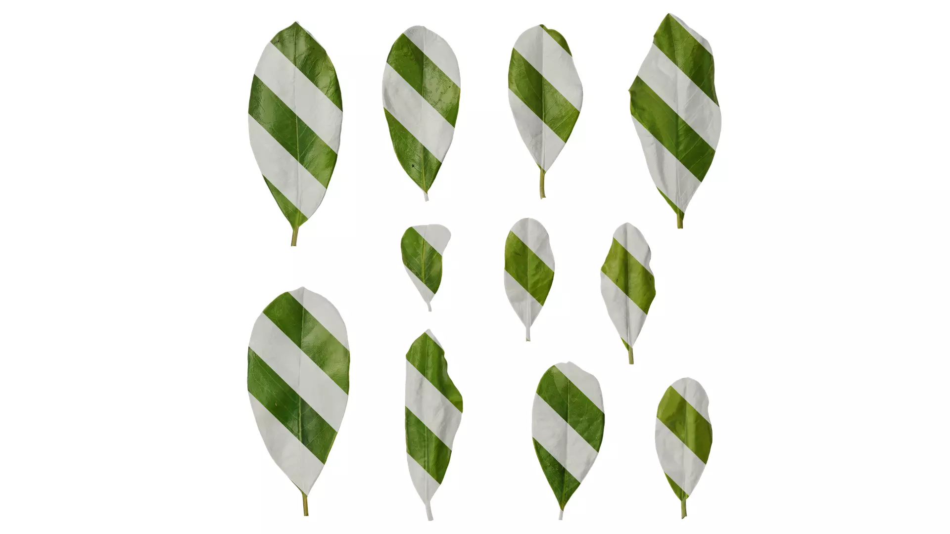 Anydrafts Magnolia grandiflora Leaf 03 F Texture_0