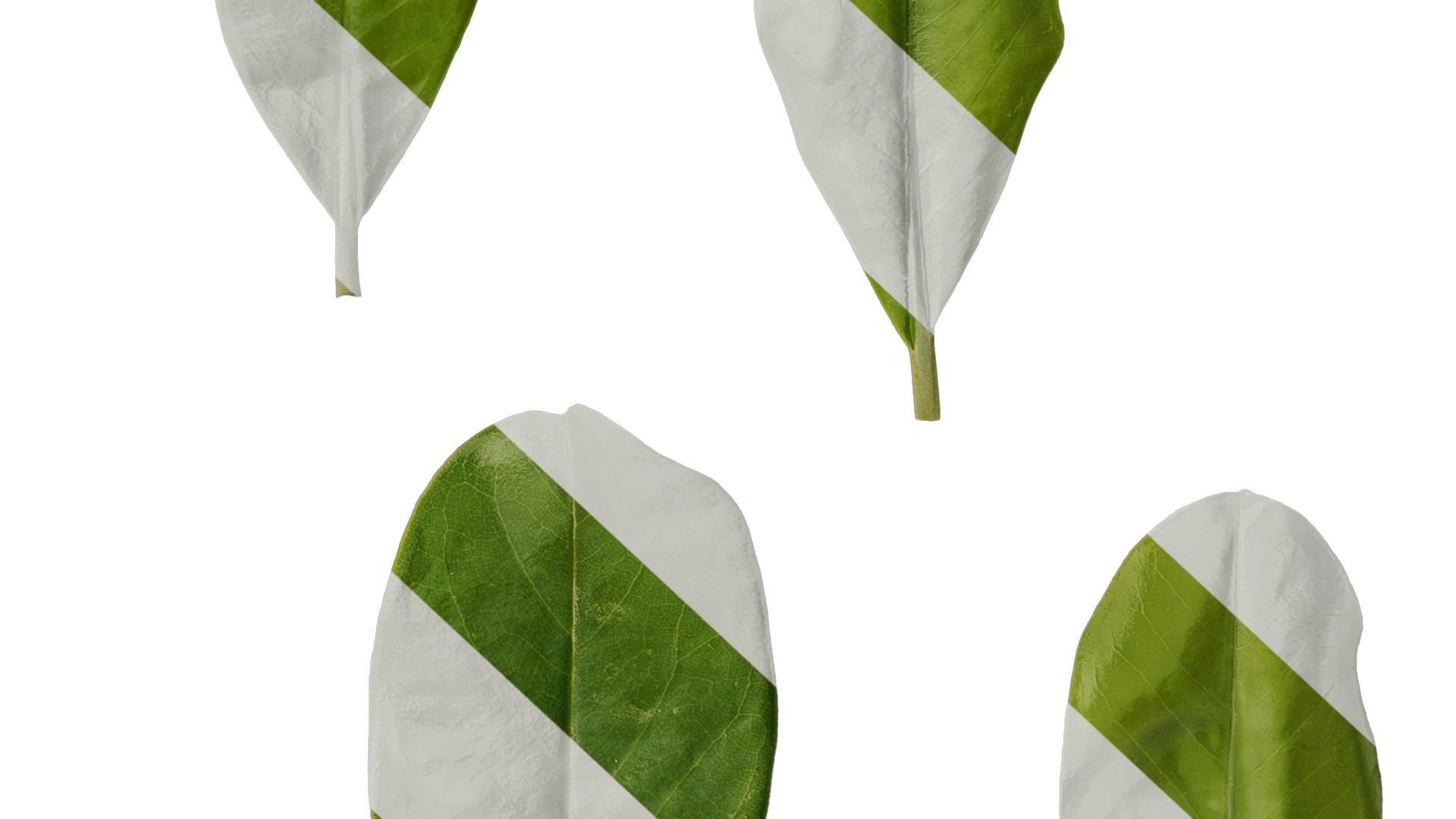 Anydrafts Magnolia grandiflora Leaf 03 F Texture_6