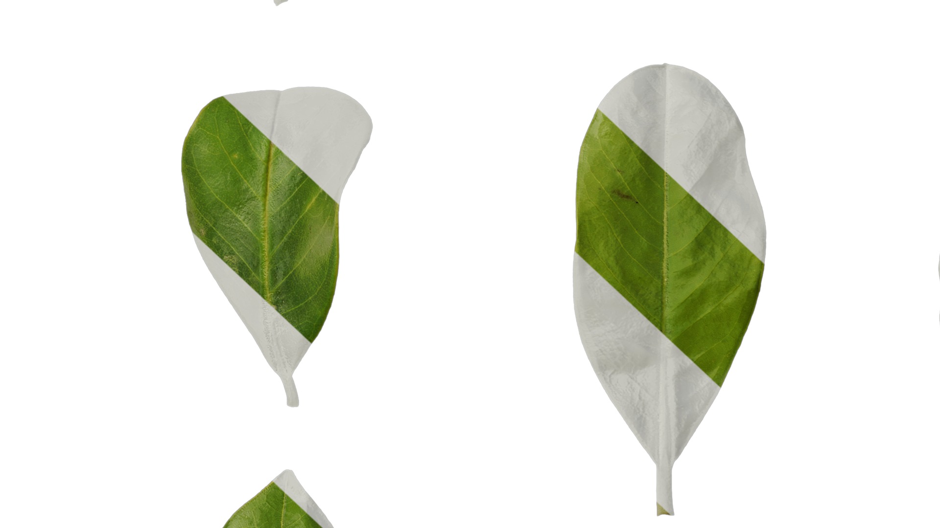 Anydrafts Magnolia grandiflora Leaf 03 F Texture_7