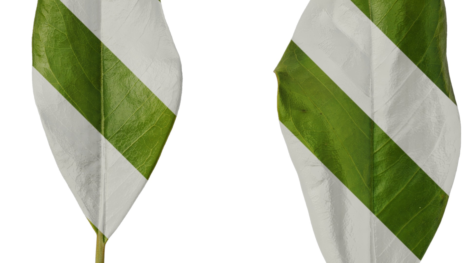 Anydrafts Magnolia grandiflora Leaf 03 F Texture_2