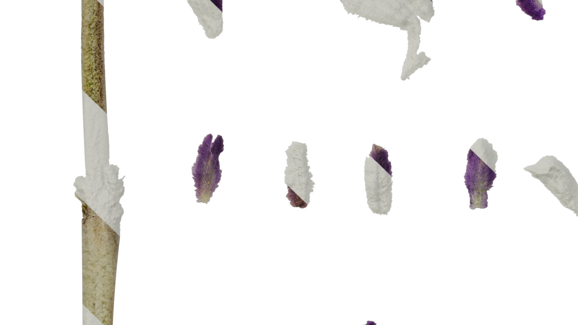 Anydrafts Salvia leucantha Flower 02 Texture_5