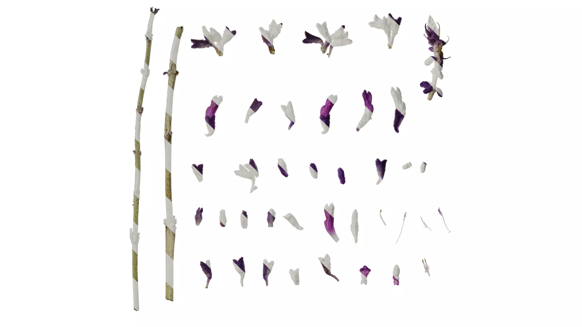 Anydrafts Salvia leucantha Flower 02 Texture_0