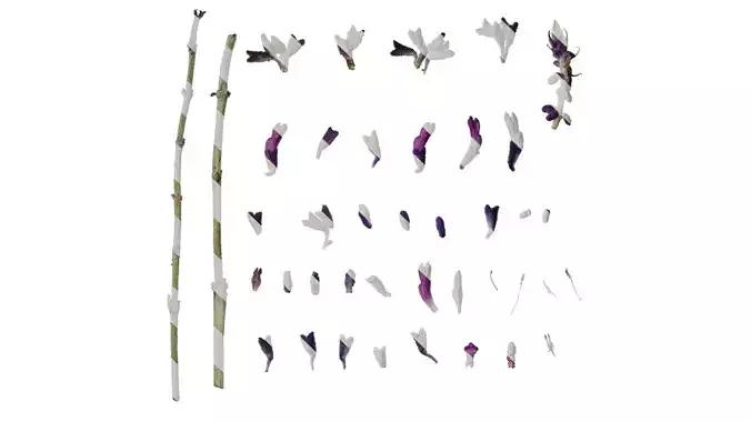 Anydrafts Salvia leucantha Flower 02