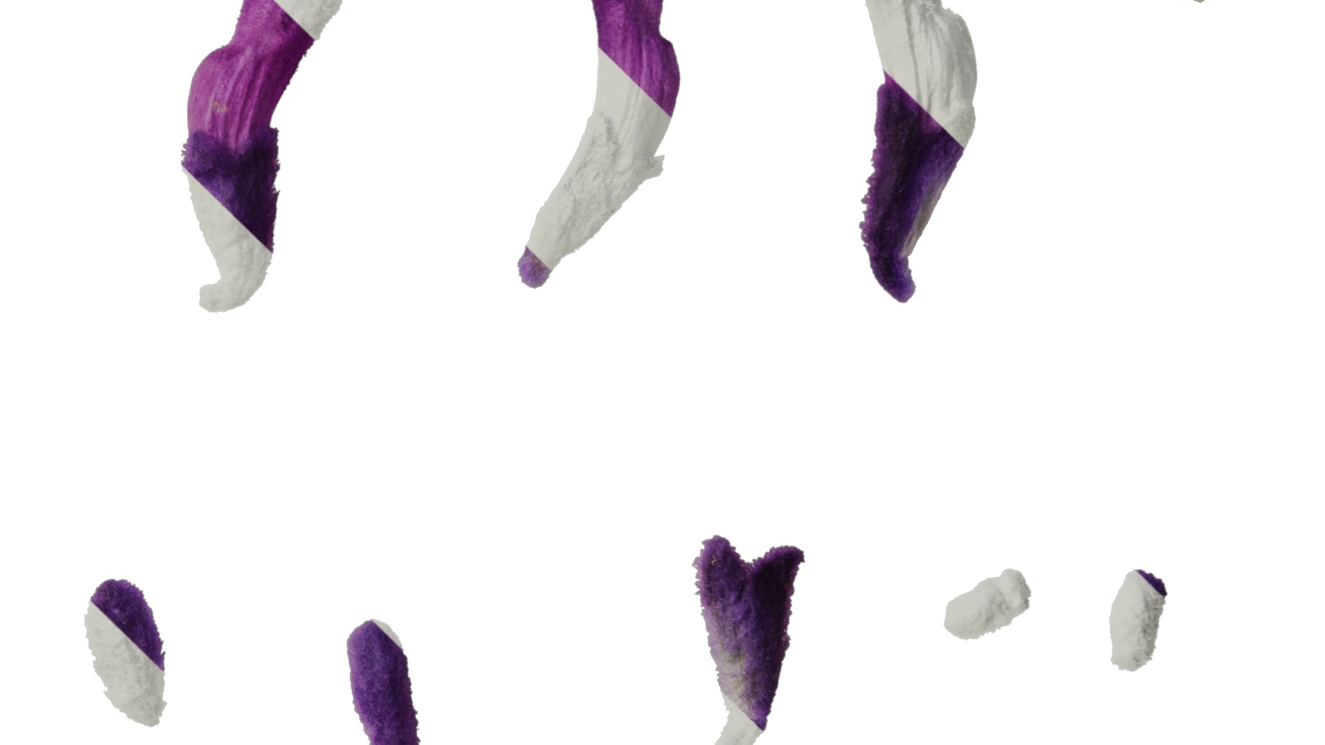 Anydrafts Salvia leucantha Flower 02 Texture_4