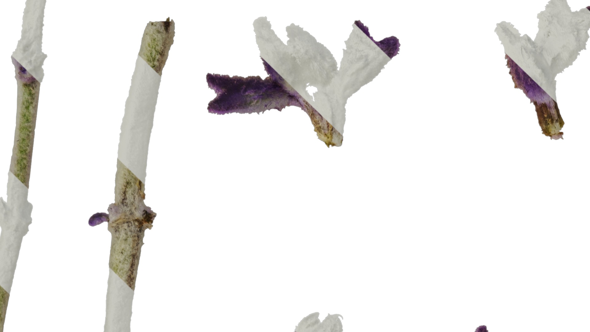 Anydrafts Salvia leucantha Flower 02 Texture_1