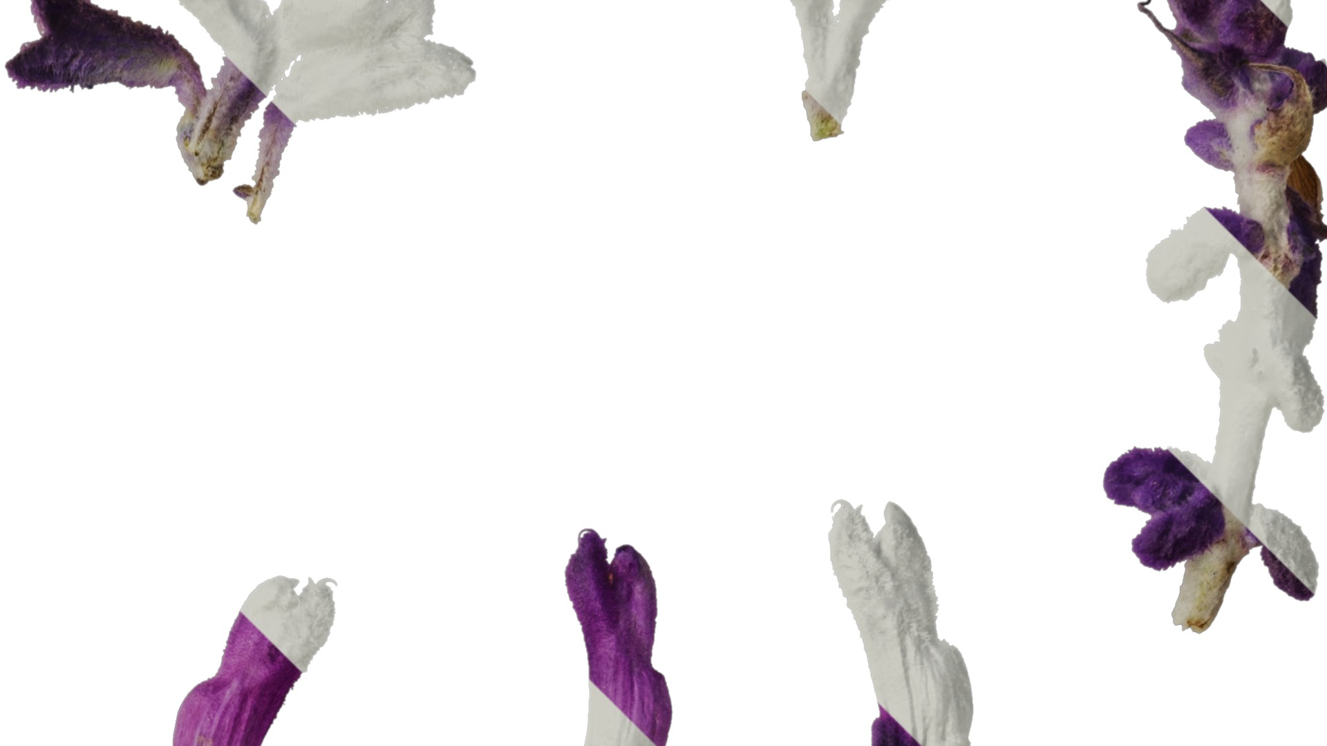 Anydrafts Salvia leucantha Flower 02 Texture_2