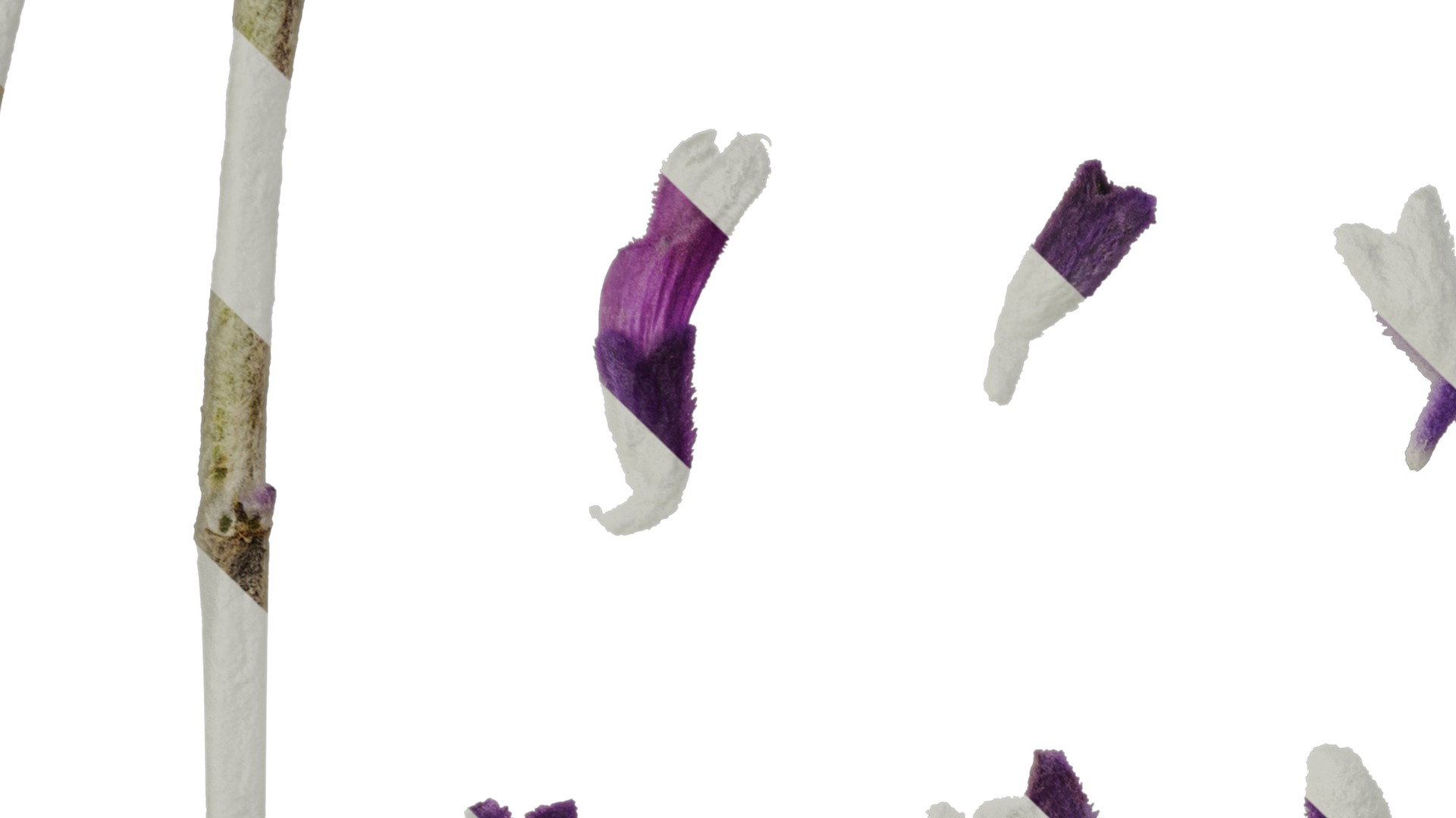 Anydrafts Salvia leucantha Flower 02 Texture_3