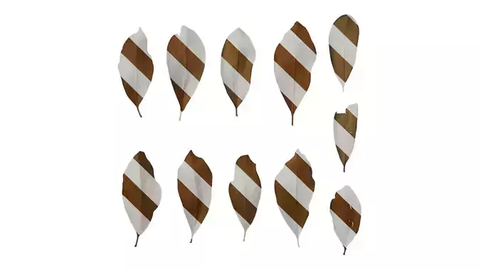 Anydrafts Magnolia grandiflora Leaf 08 B