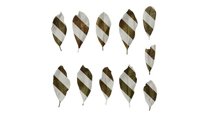 Anydrafts Magnolia grandiflora Leaf 08 F Texture