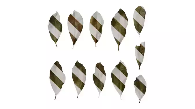 Anydrafts Magnolia grandiflora Leaf 08 F