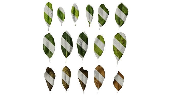 Anydrafts Magnolia grandiflora Leaf 09 F Texture