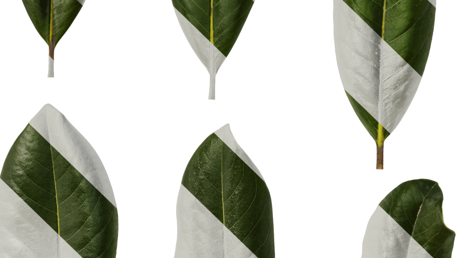 Anydrafts Magnolia grandiflora Leaf 10 F Texture_5