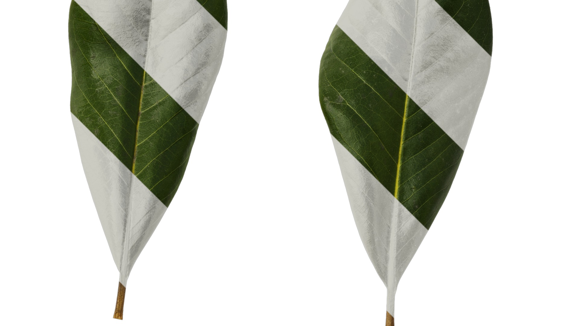 Anydrafts Magnolia grandiflora Leaf 10 F Texture_2