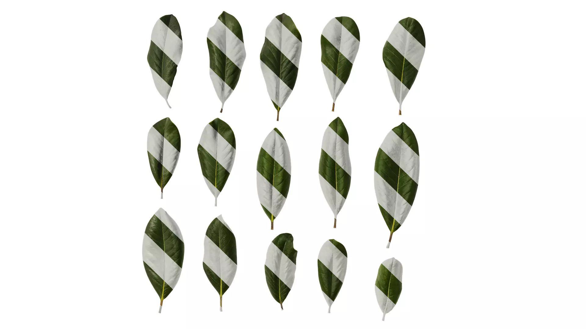 Anydrafts Magnolia grandiflora Leaf 10 F Texture_0