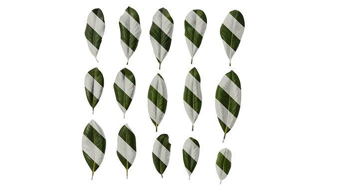 Anydrafts Magnolia grandiflora Leaf 10 F Texture