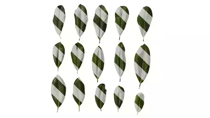 Anydrafts Magnolia grandiflora Leaf 10 F