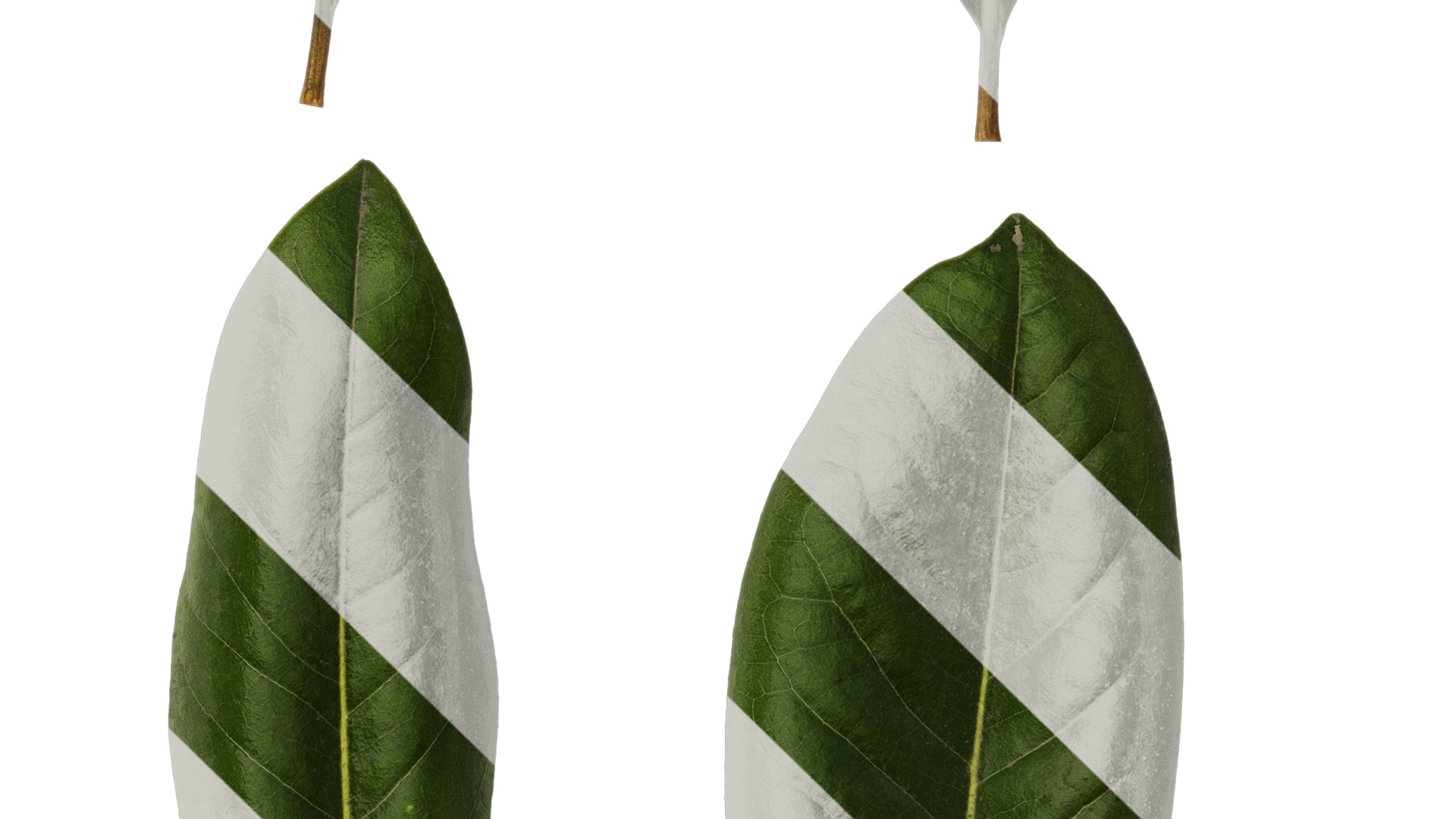 Anydrafts Magnolia grandiflora Leaf 10 F Texture_4