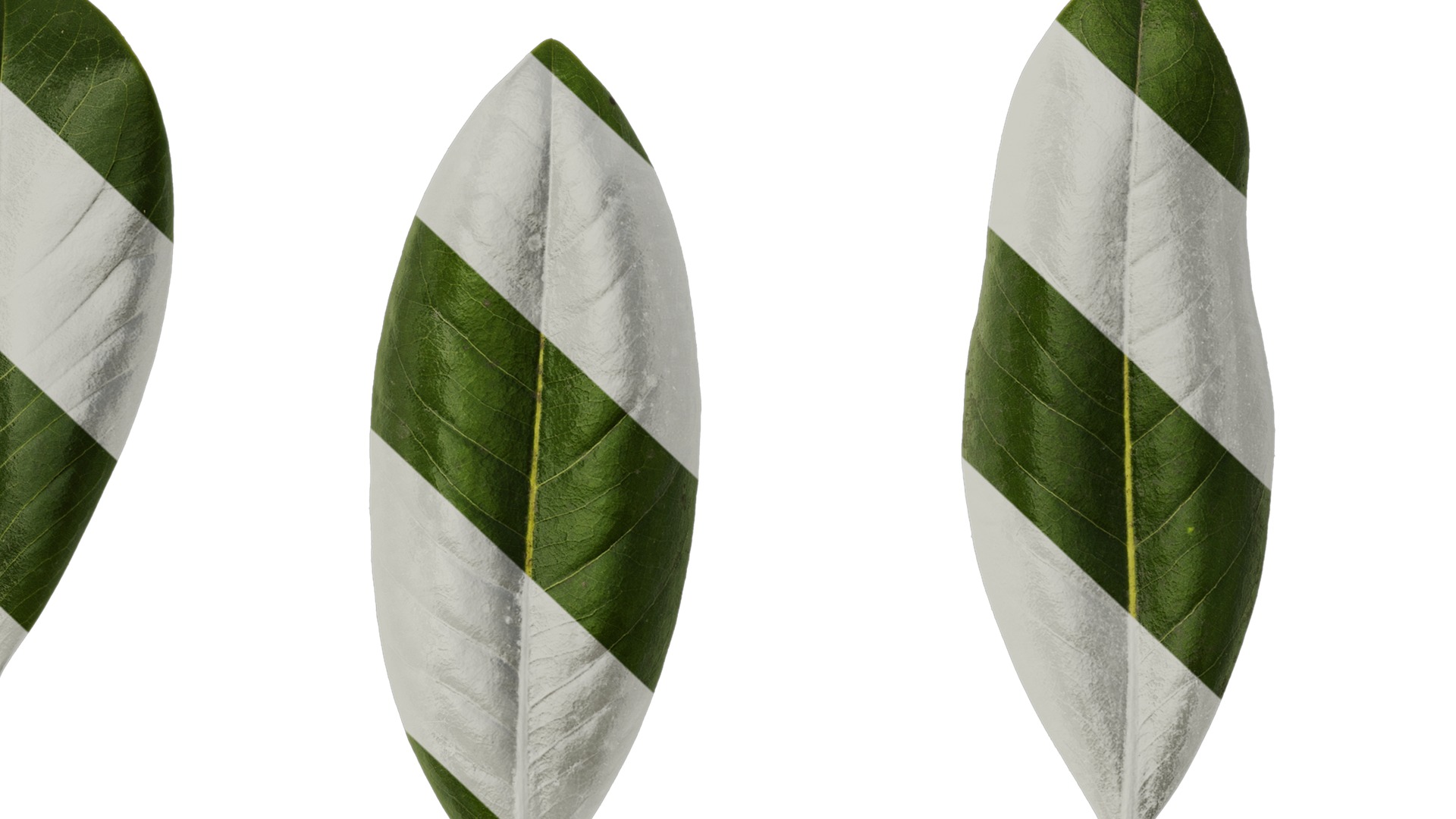 Anydrafts Magnolia grandiflora Leaf 10 F Texture_7