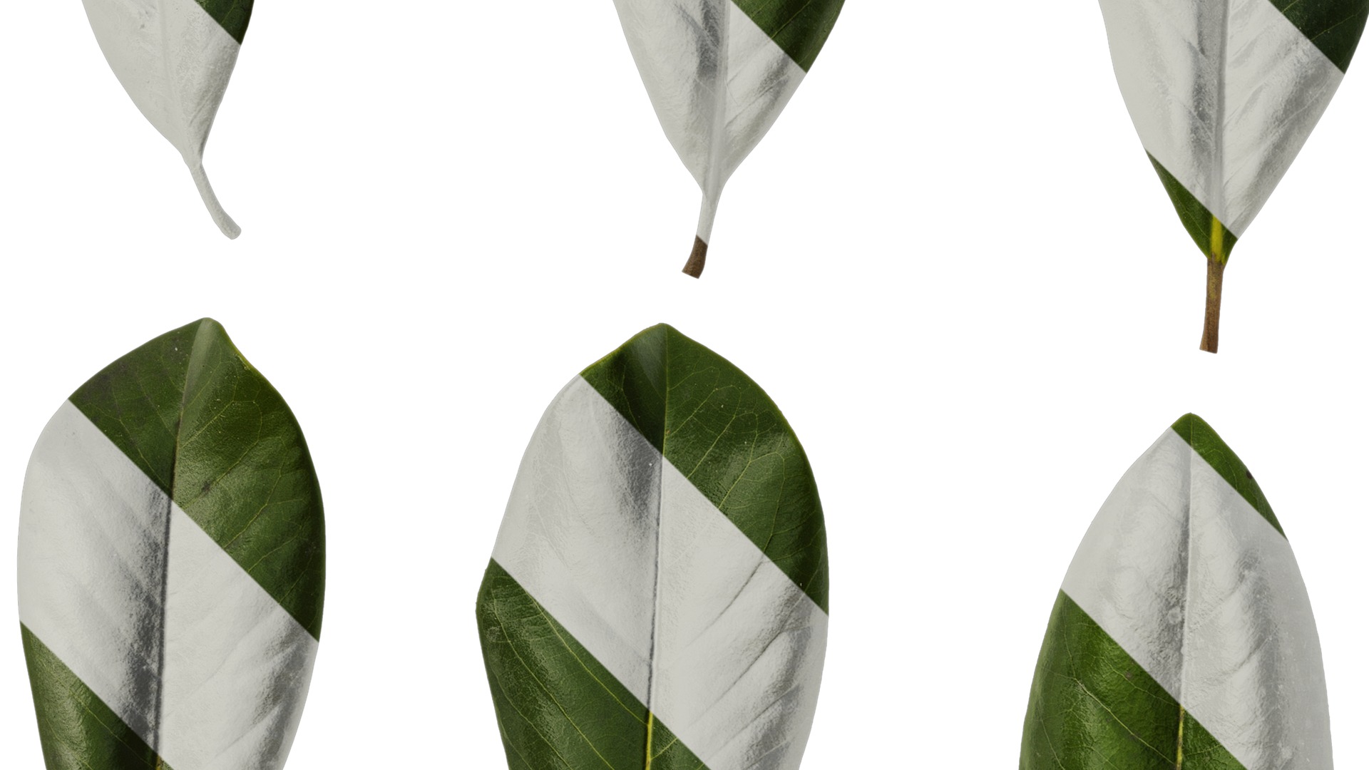Anydrafts Magnolia grandiflora Leaf 10 F Texture_3