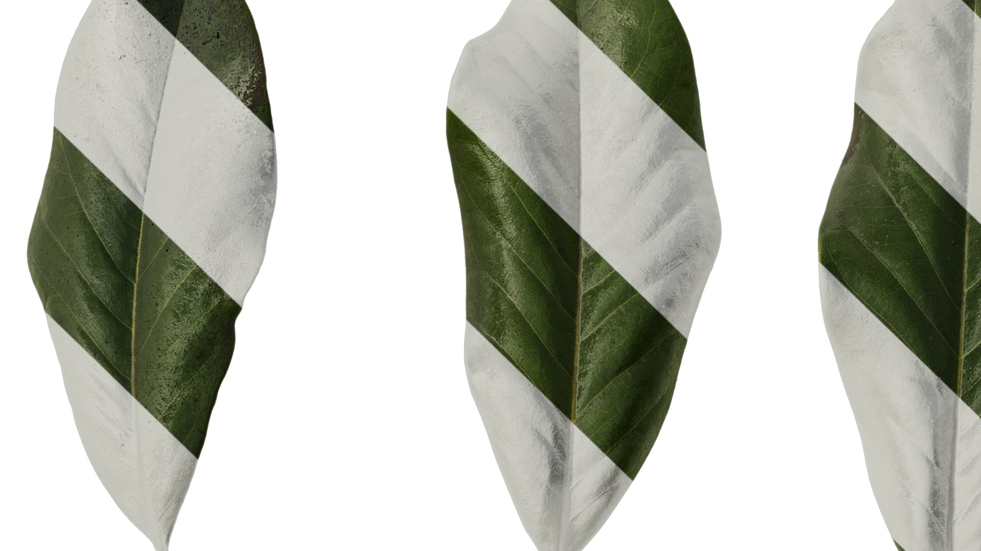 Anydrafts Magnolia grandiflora Leaf 10 F Texture_1