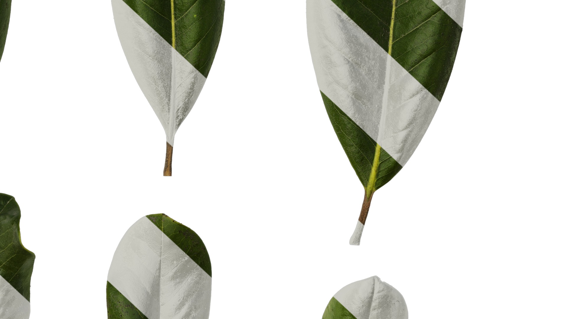 Anydrafts Magnolia grandiflora Leaf 10 F Texture_6