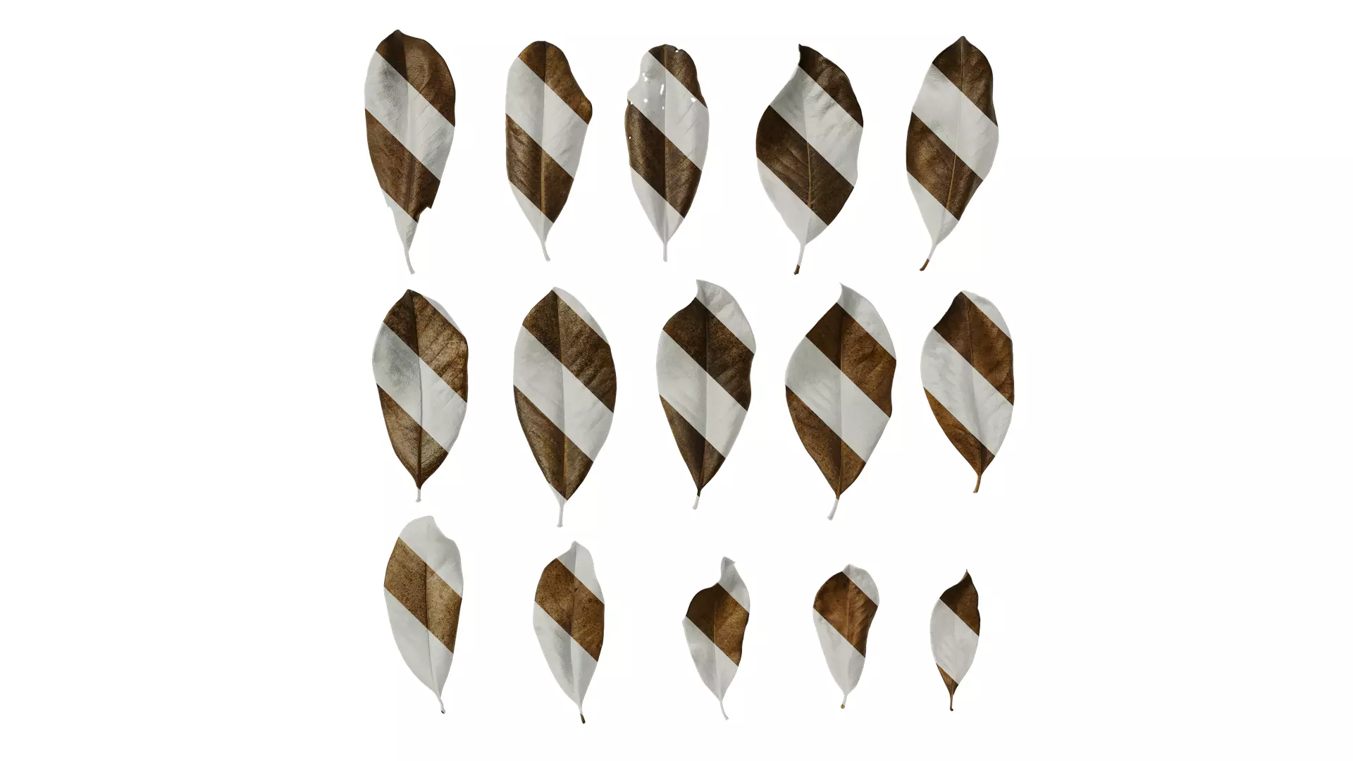 Anydrafts Magnolia grandiflora Leaf 11 F Texture_0