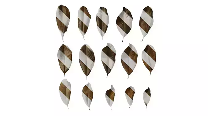 Anydrafts Magnolia grandiflora Leaf 11 F