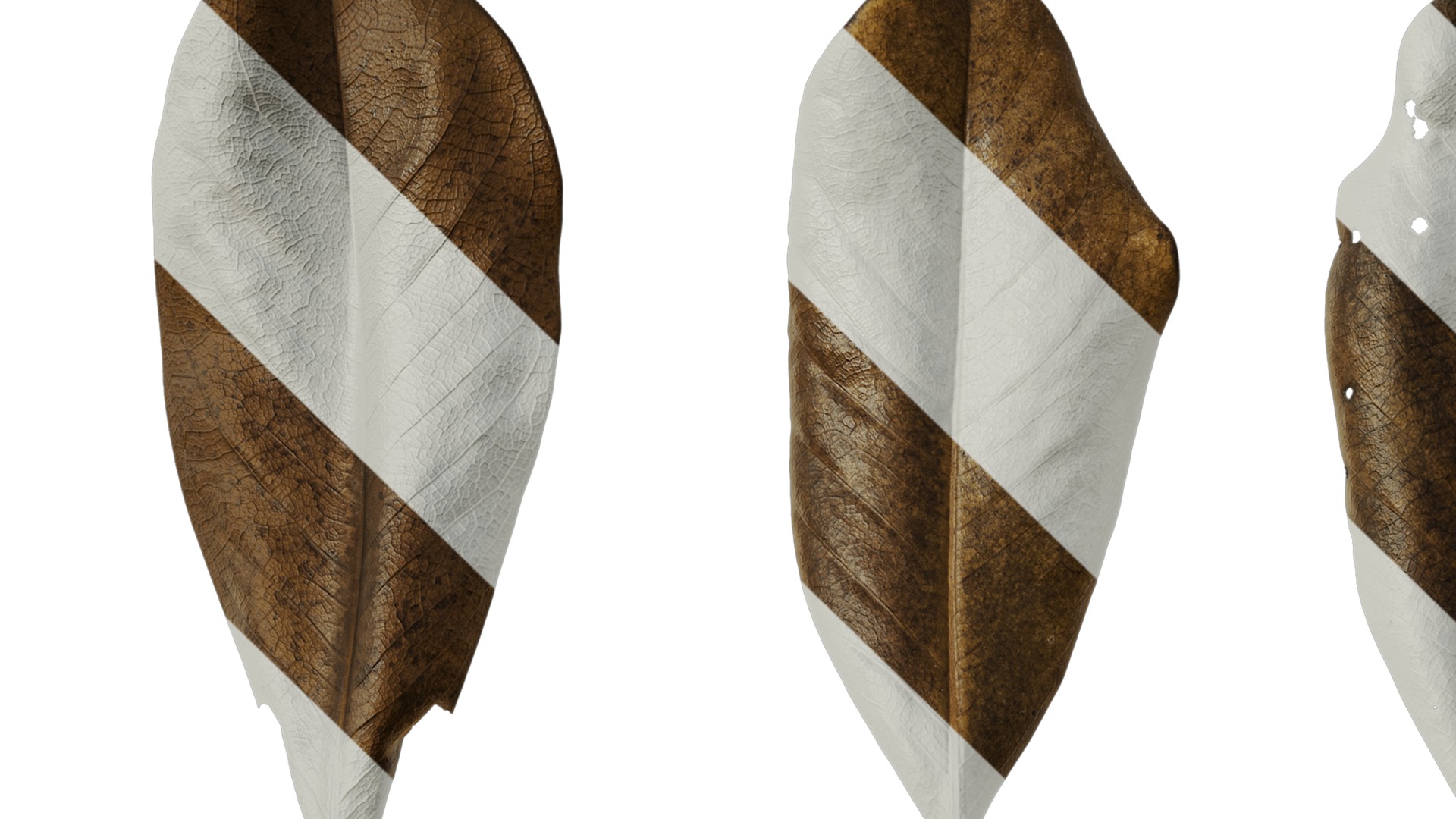 Anydrafts Magnolia grandiflora Leaf 11 F Texture_1