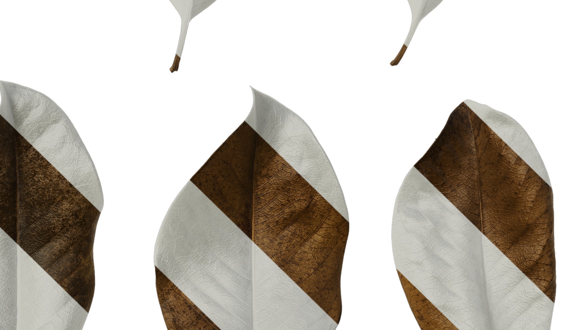 Anydrafts Magnolia grandiflora Leaf 11 F Texture_4