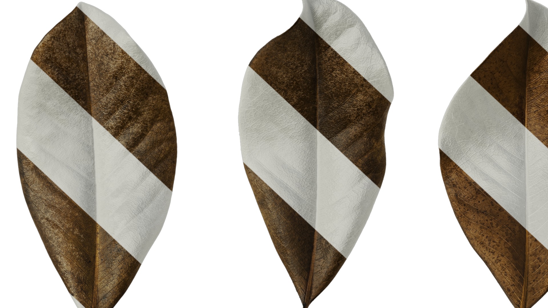 Anydrafts Magnolia grandiflora Leaf 11 F Texture_7