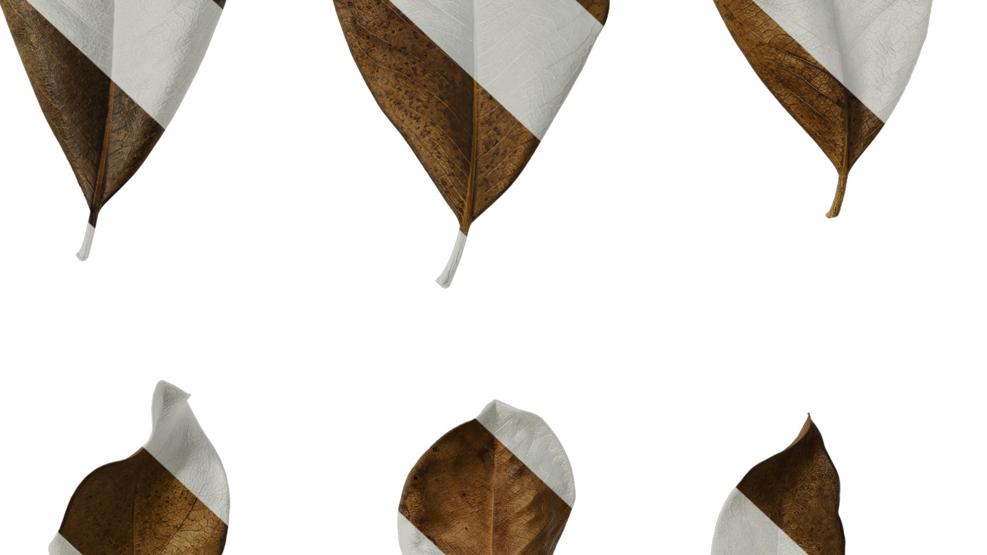 Anydrafts Magnolia grandiflora Leaf 11 F Texture_6