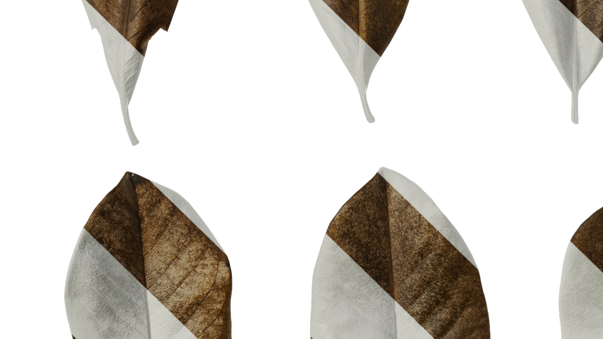 Anydrafts Magnolia grandiflora Leaf 11 F Texture_3