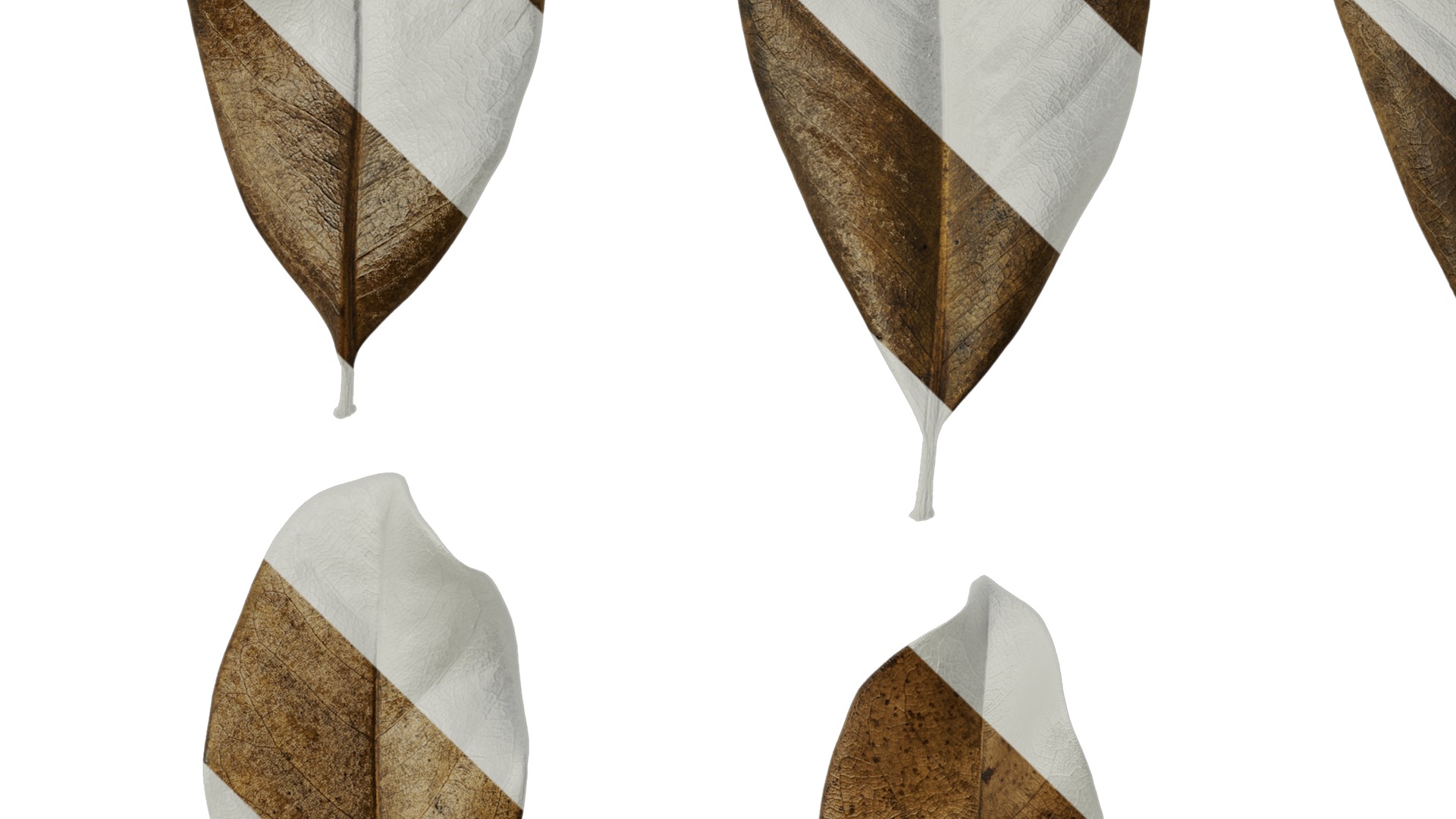 Anydrafts Magnolia grandiflora Leaf 11 F Texture_5