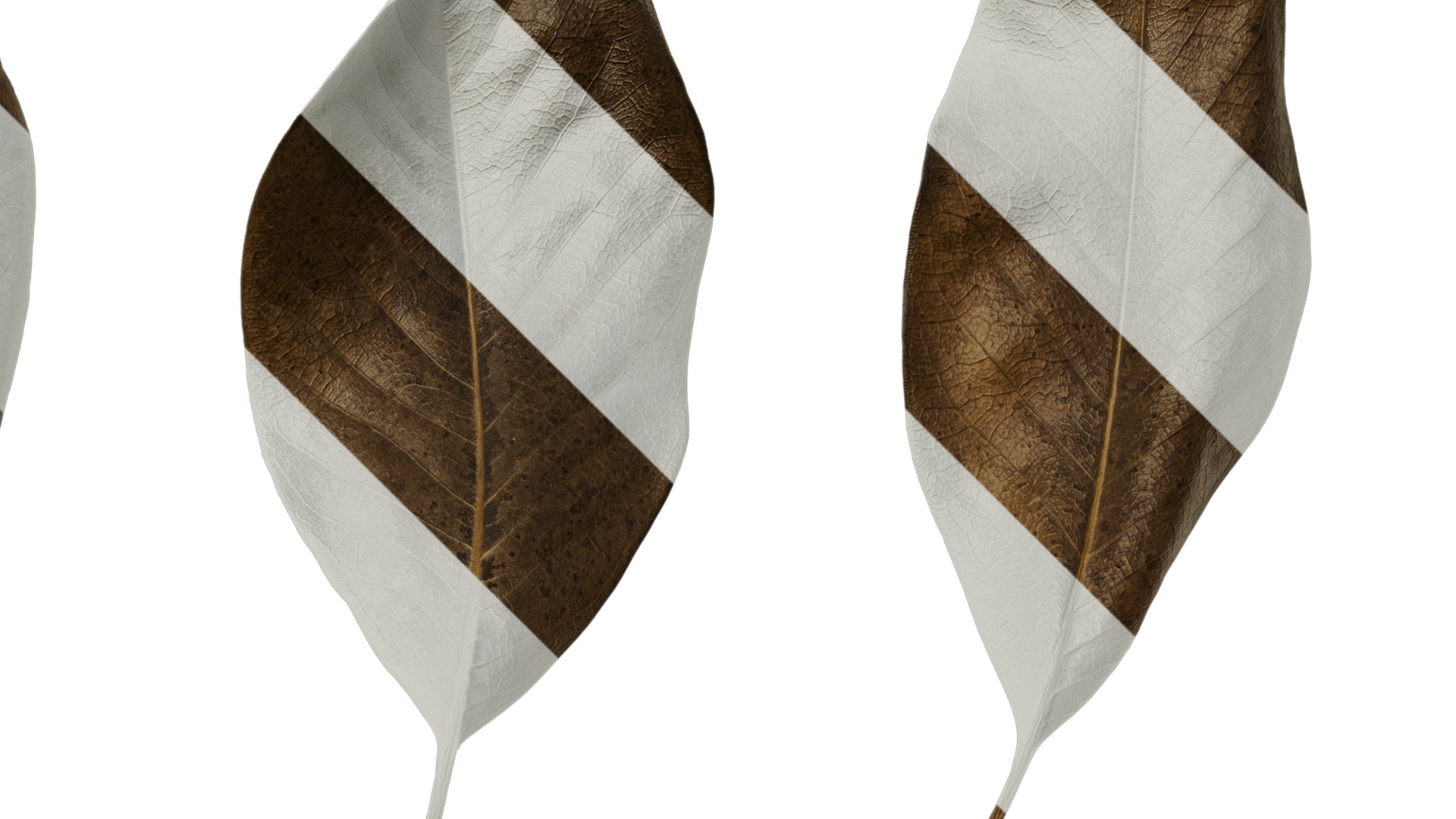 Anydrafts Magnolia grandiflora Leaf 11 F Texture_2