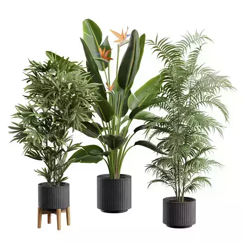 Indoor Plants Pack 84