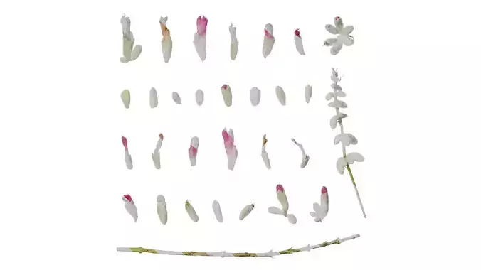 Anydrafts Salvia leucantha danielles Flower 01