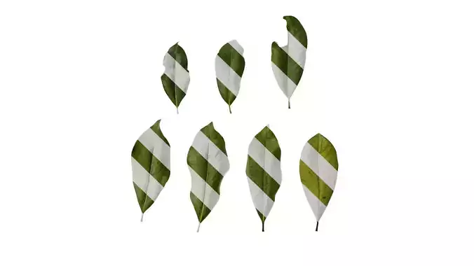 Anydrafts Magnolia grandiflora Leaf 12 F