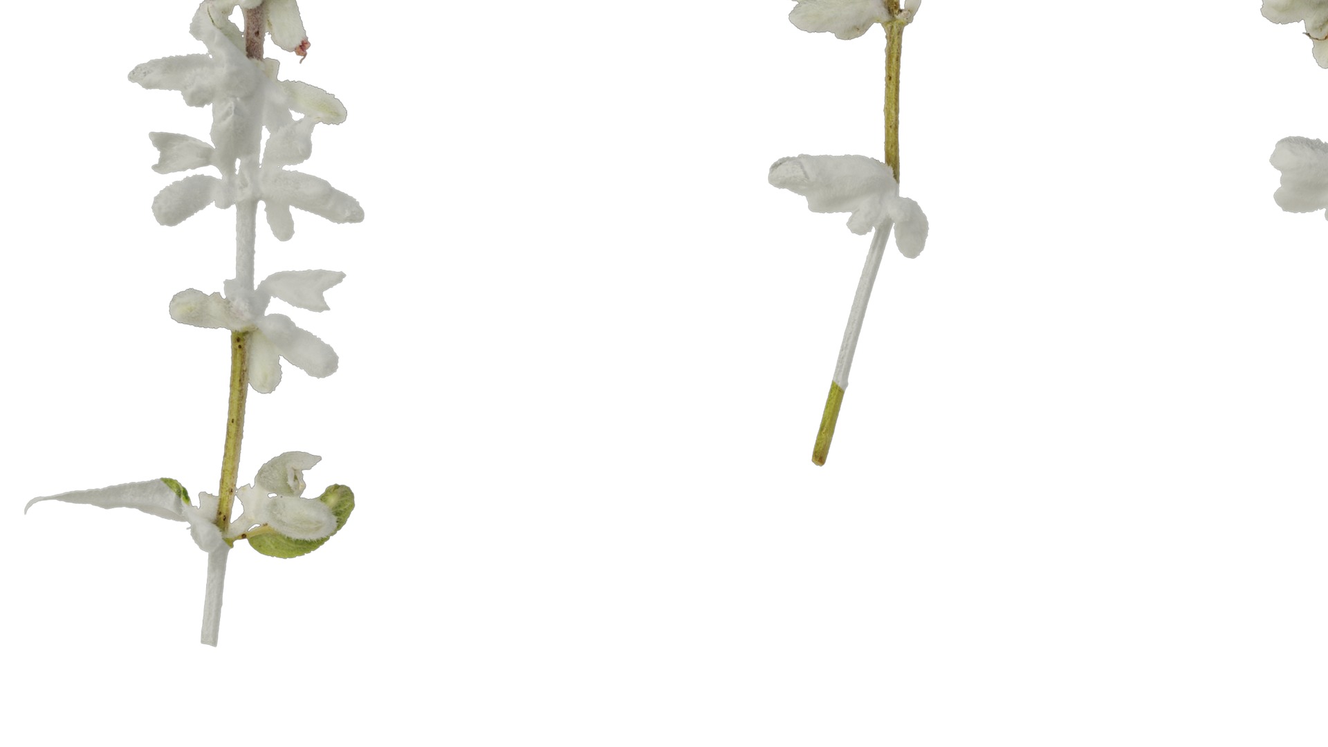 Anydrafts Salvia leucantha danielles Flower 02 Texture_3