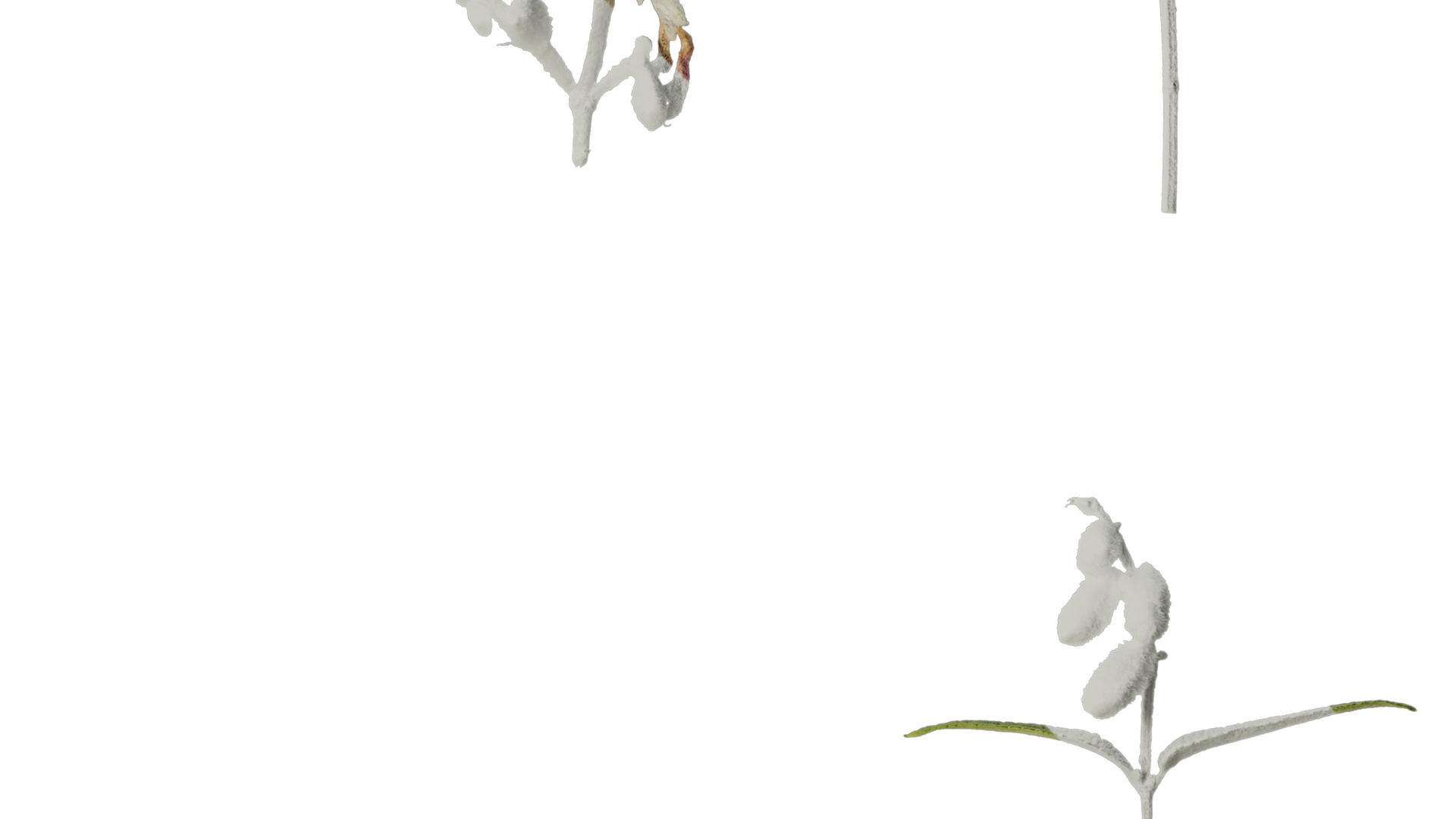 Anydrafts Salvia leucantha danielles Flower 02 Texture_4