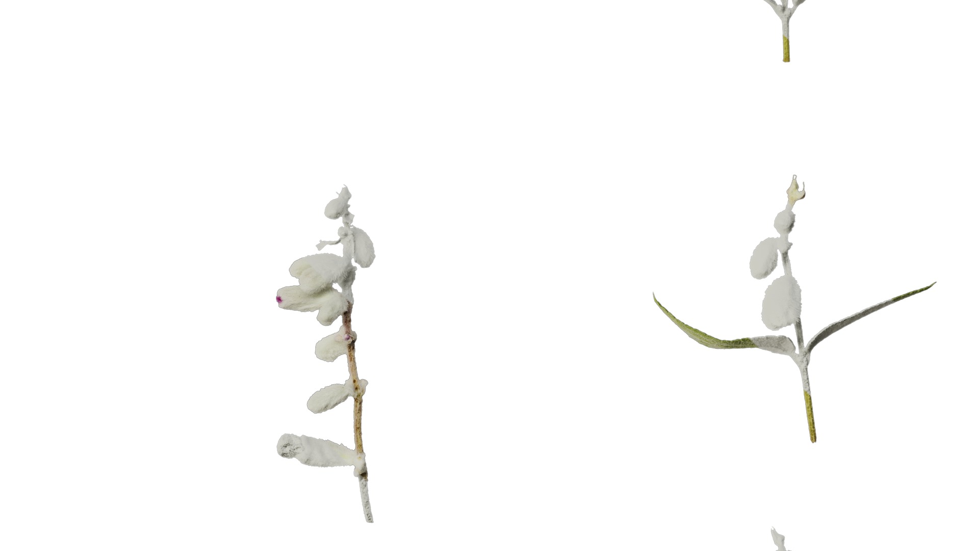 Anydrafts Salvia leucantha danielles Flower 02 Texture_6