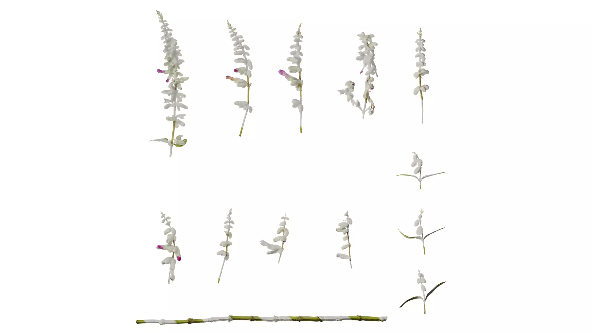 Anydrafts Salvia leucantha danielles Flower 02 Texture_0