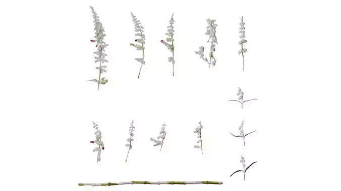 Anydrafts Salvia leucantha danielles Flower 02