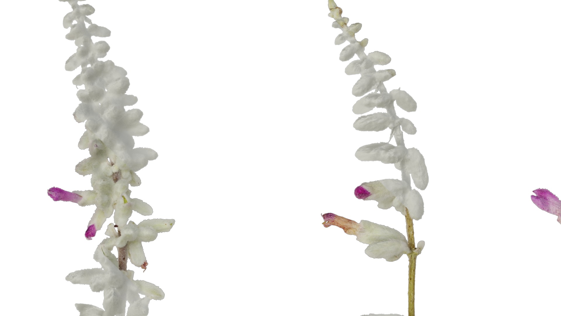 Anydrafts Salvia leucantha danielles Flower 02 Texture_1