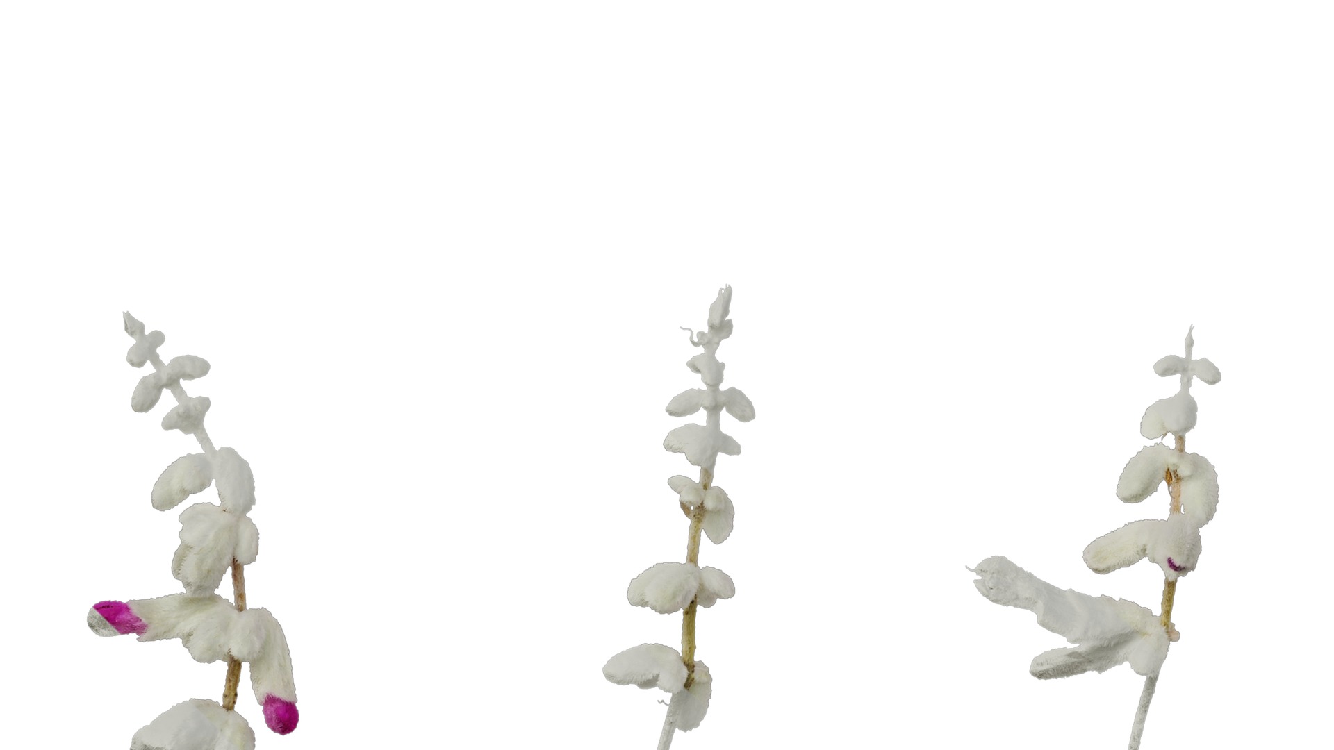 Anydrafts Salvia leucantha danielles Flower 02 Texture_5