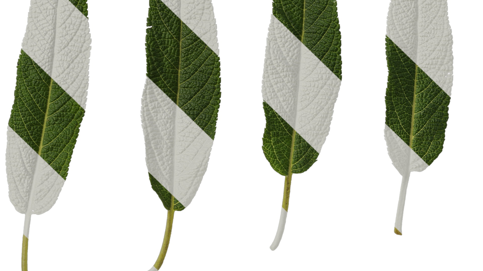 Anydrafts Salvia leucantha danielles Leaf 01 Texture_3