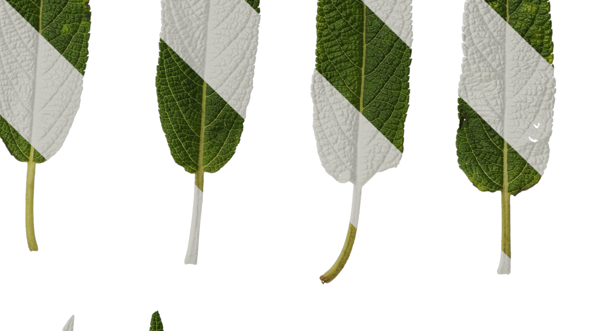 Anydrafts Salvia leucantha danielles Leaf 01 Texture_4