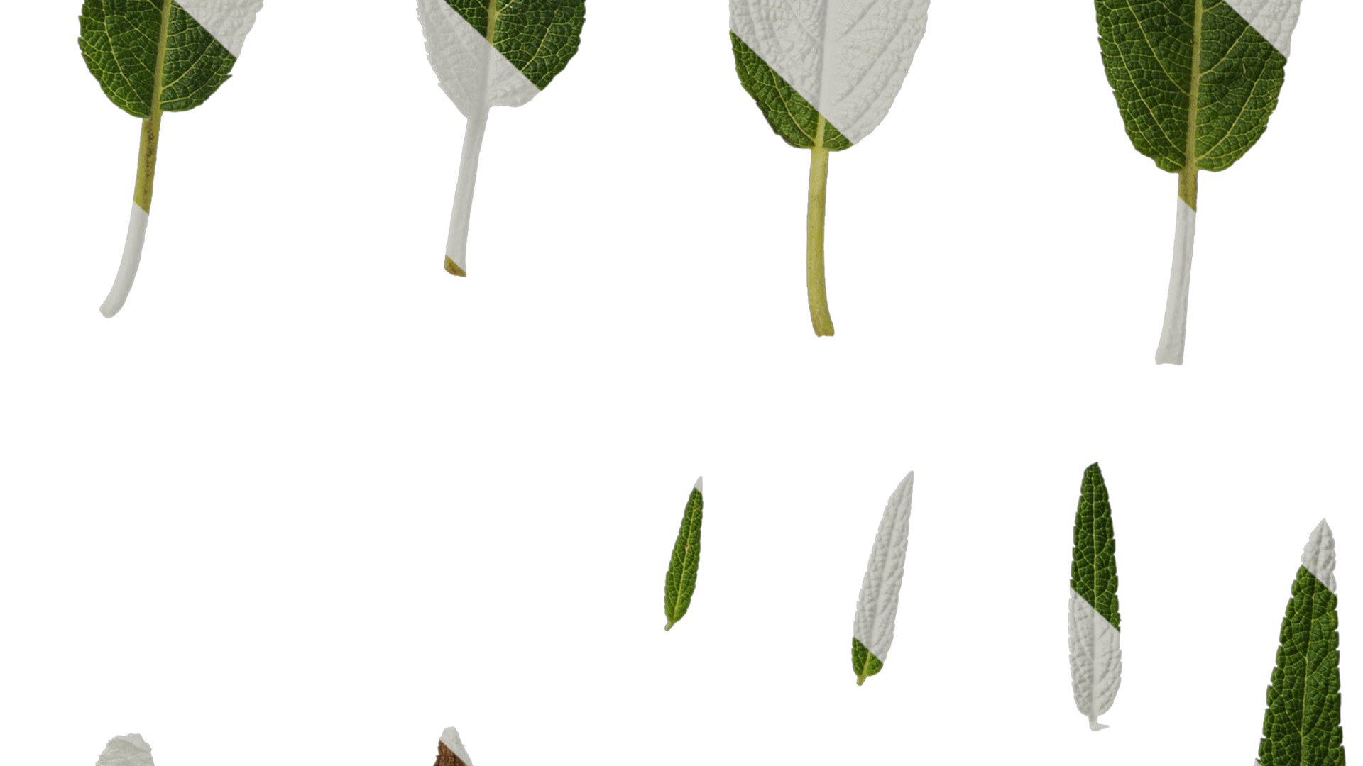 Anydrafts Salvia leucantha danielles Leaf 01 Texture_7