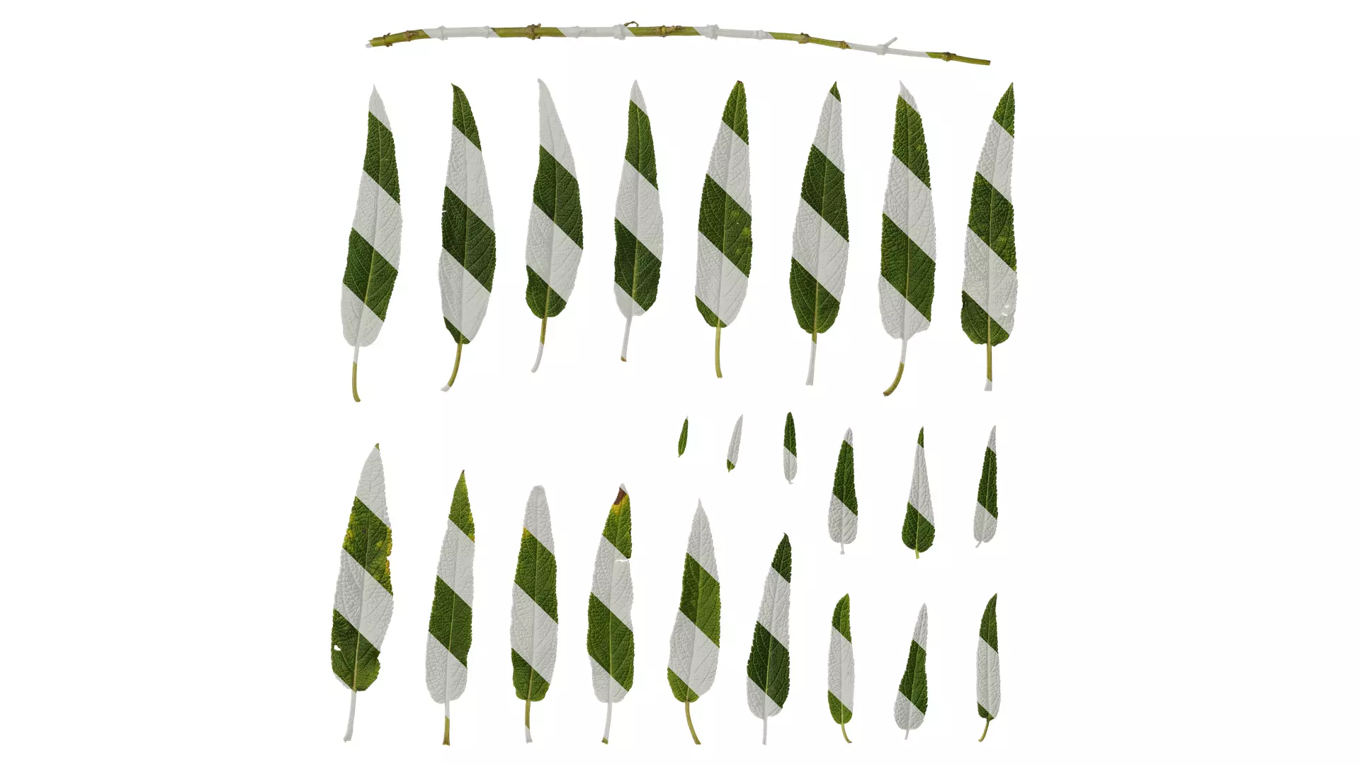 Anydrafts Salvia leucantha danielles Leaf 01 Texture_0