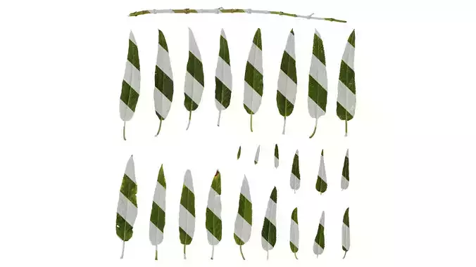 Anydrafts Salvia leucantha danielles Leaf 01