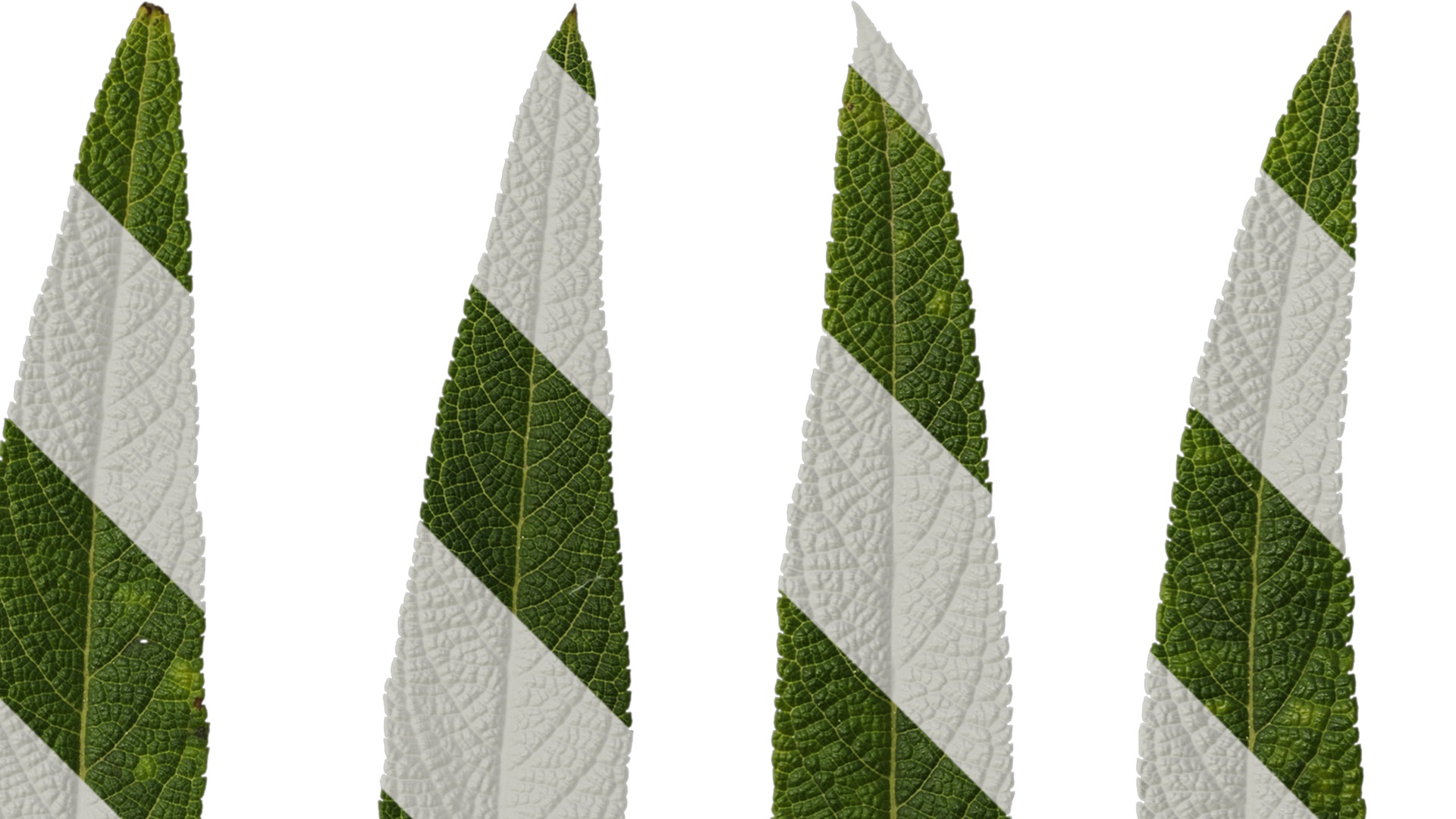 Anydrafts Salvia leucantha danielles Leaf 01 Texture_2